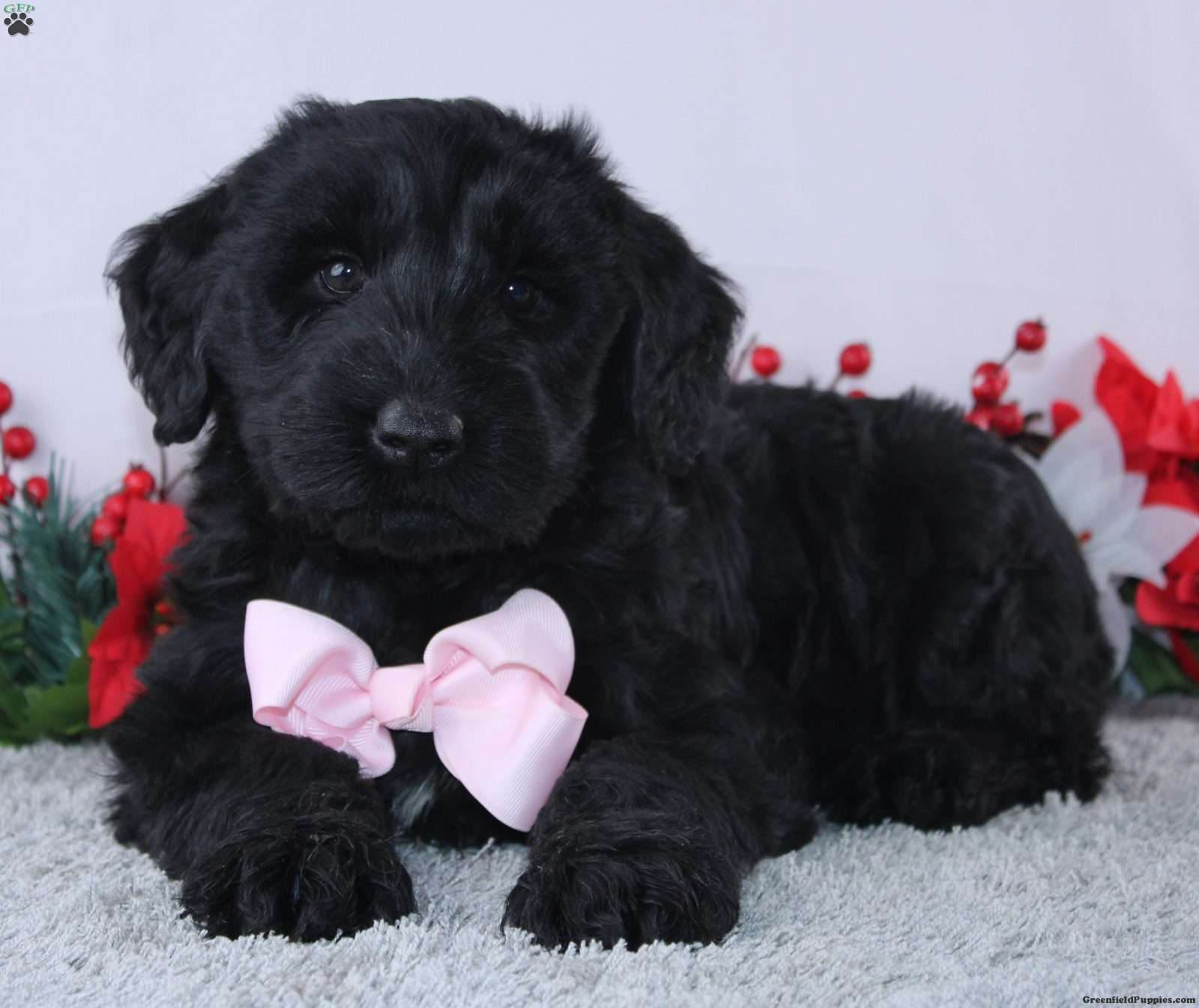 Giant Schnauzer