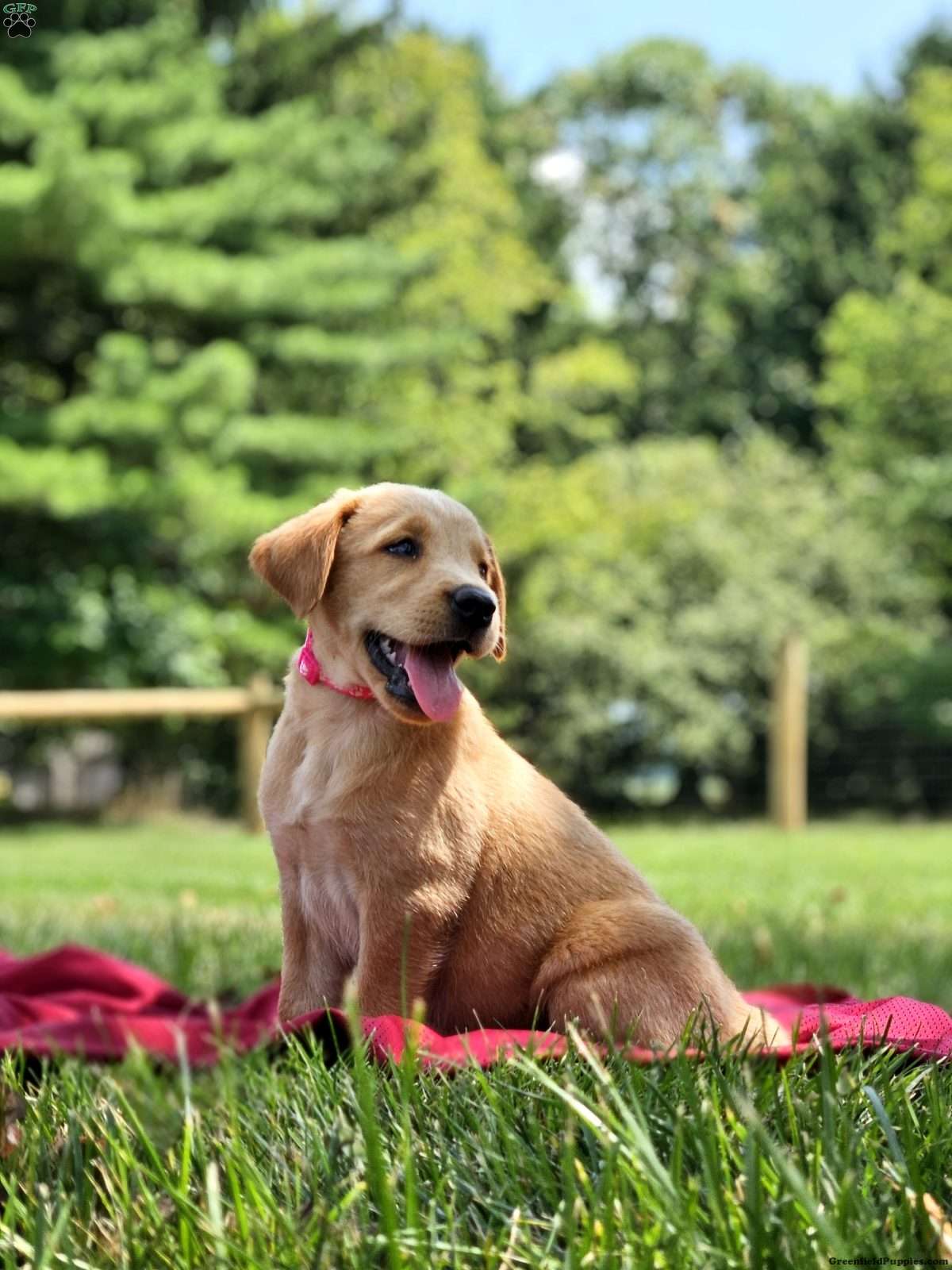 Golden Labrador