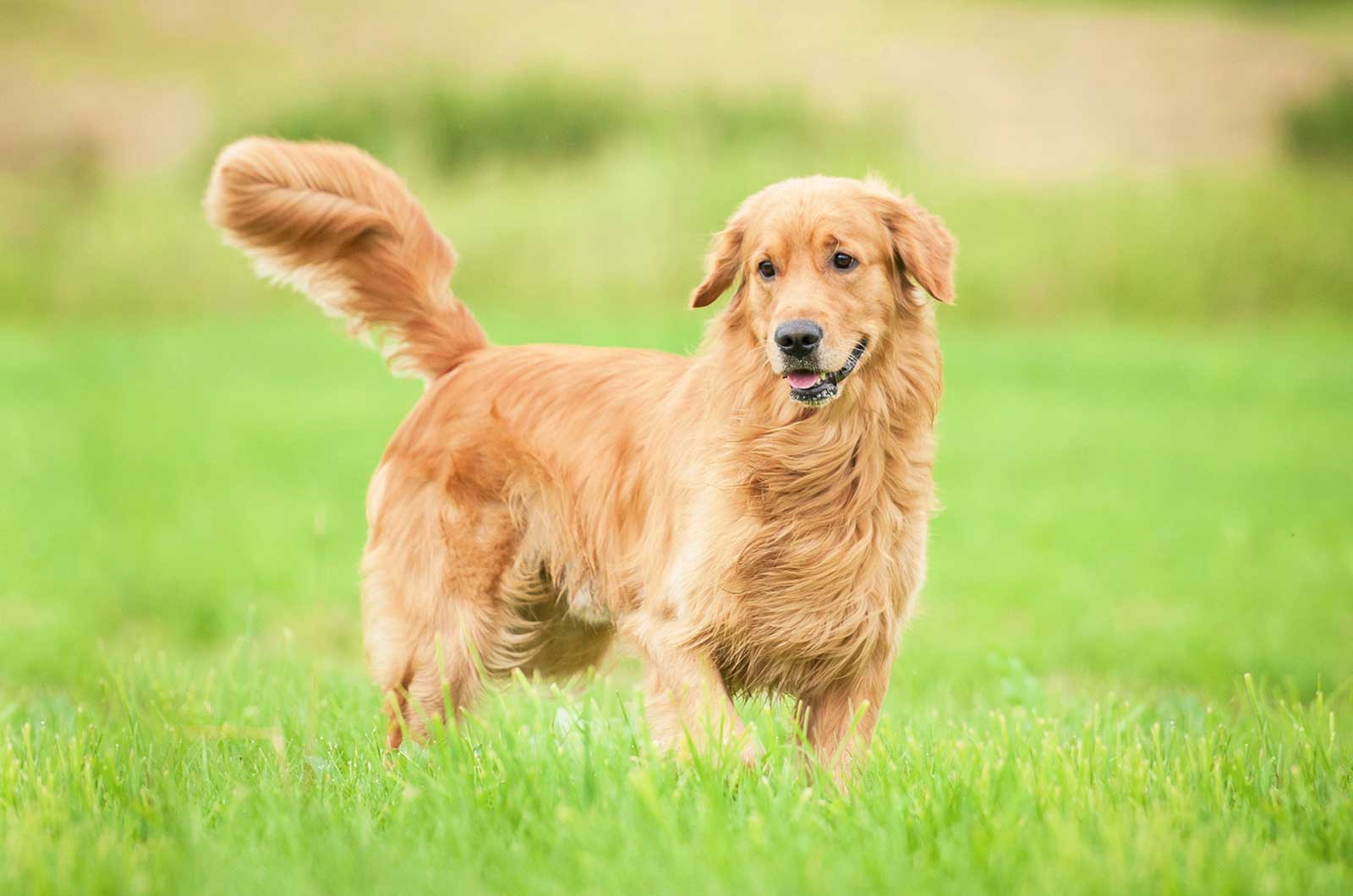 Golden Retriever