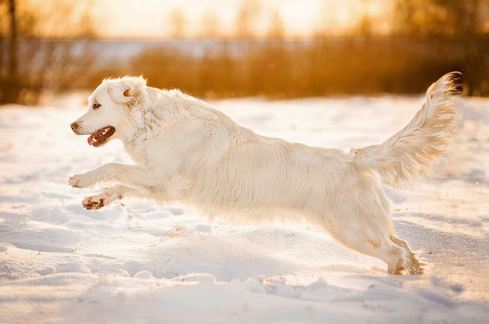 English Cream Golden Retriever