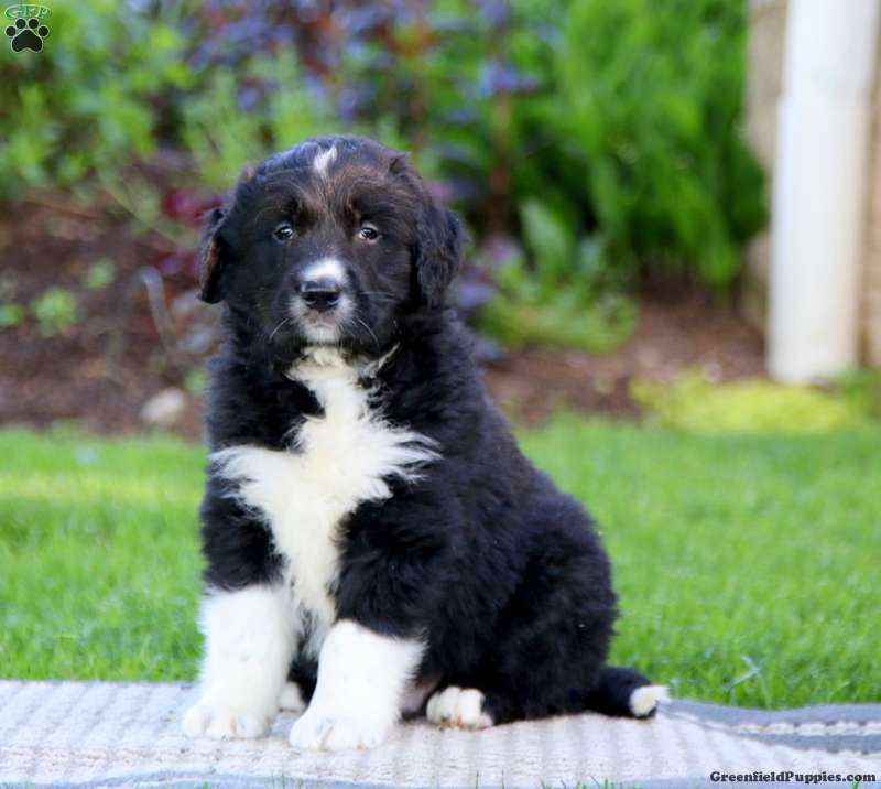 Golden Retriever Mix