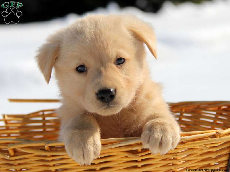 Golden Shepherd