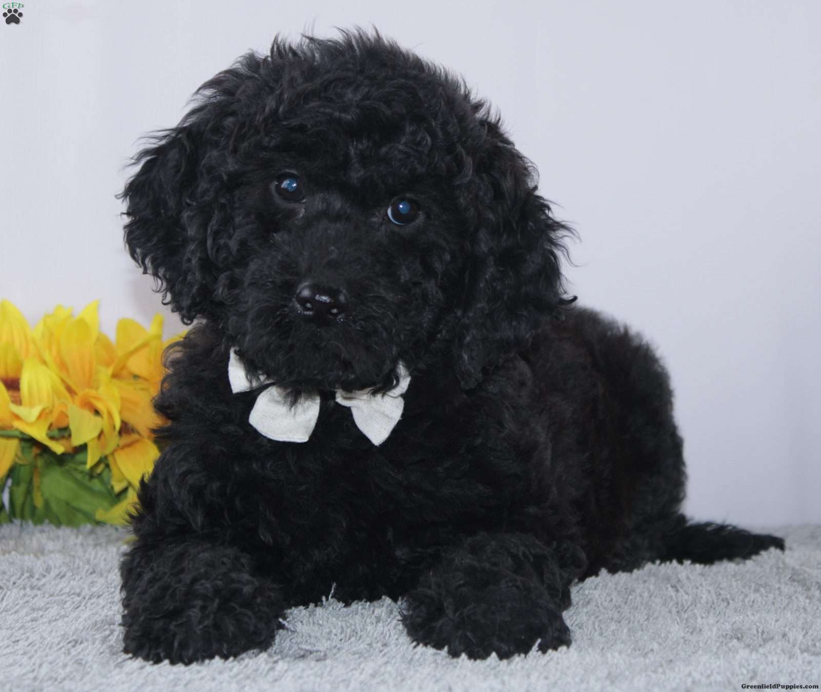 Goldendoodle