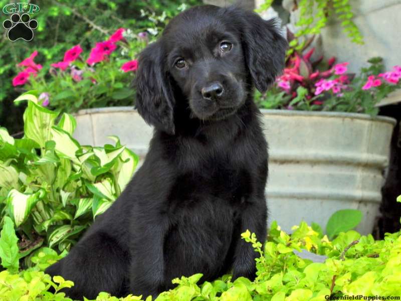 Gordon Setter Mix