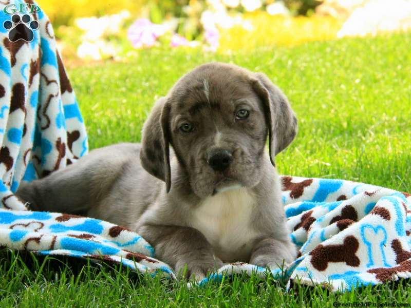 Great Dane Mix