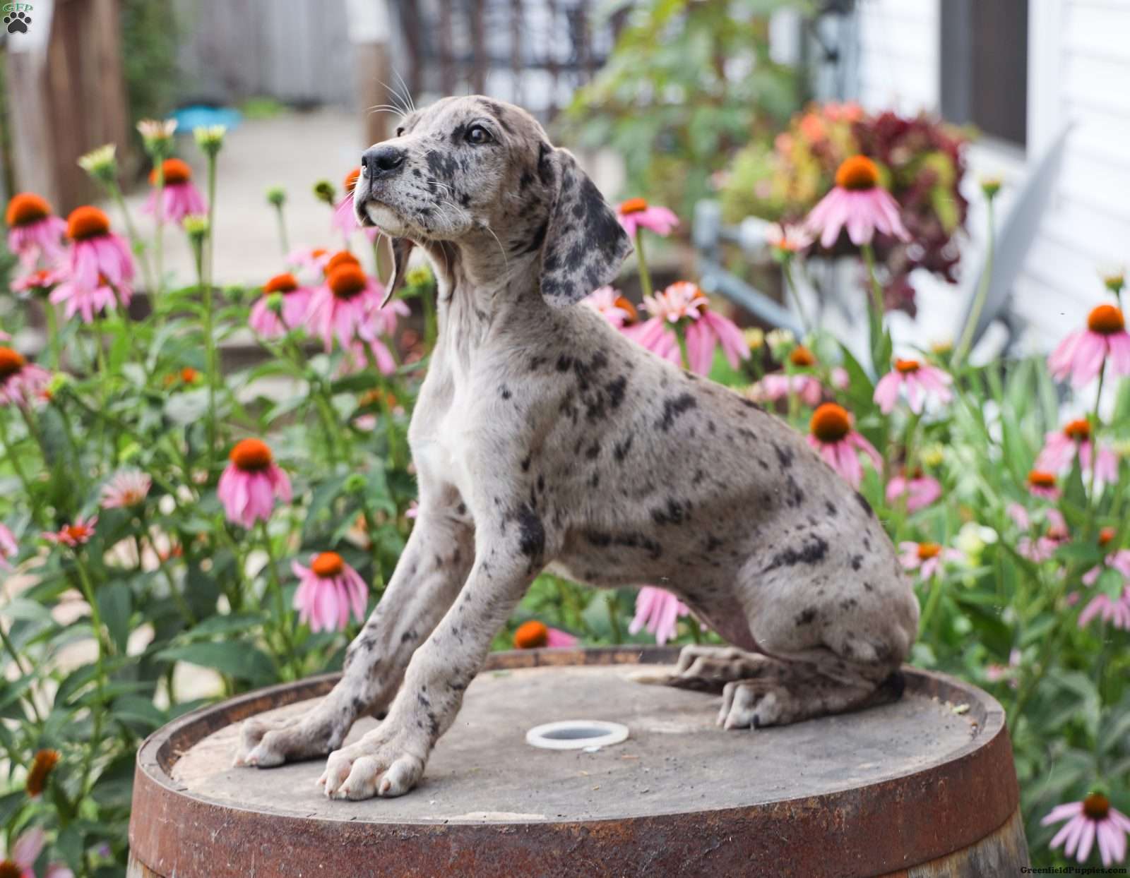 Great Dane