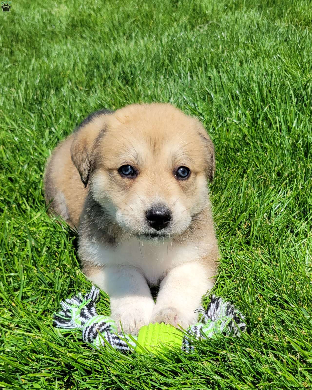 Great Pyrenees Mix
