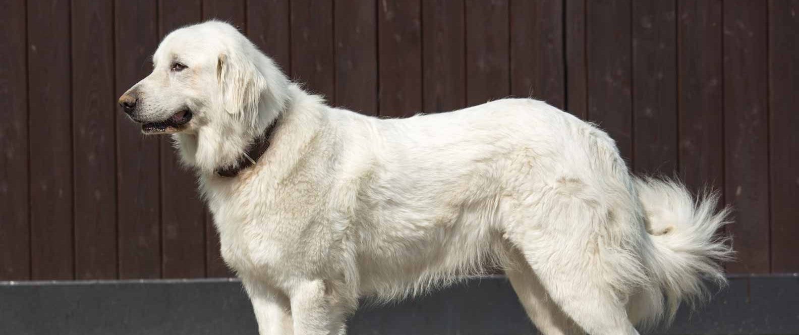 Great Pyrenees