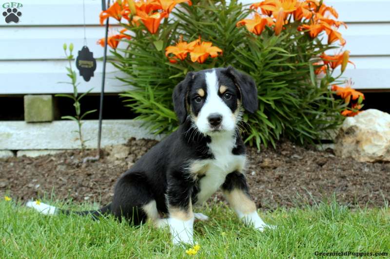 Greater Swiss Mountain Dog Mix
