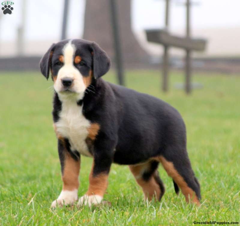 Greater Swiss Mountain Dog