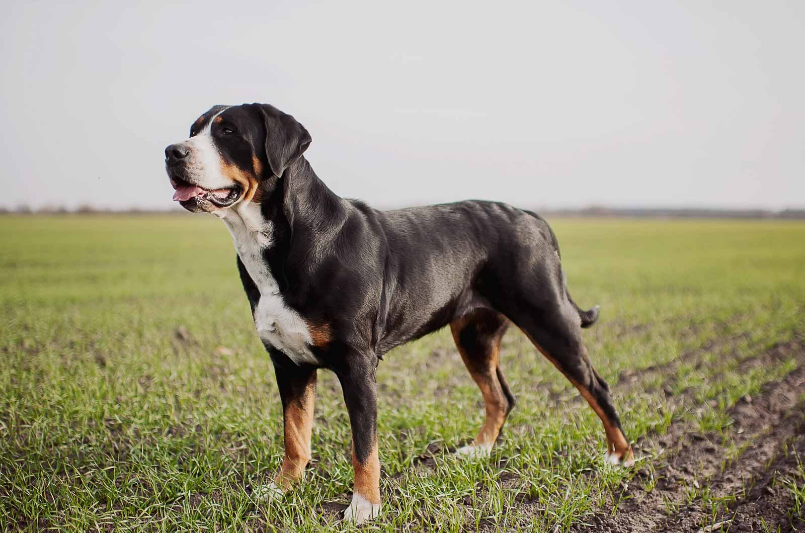 Greater Swiss Mountain Dog