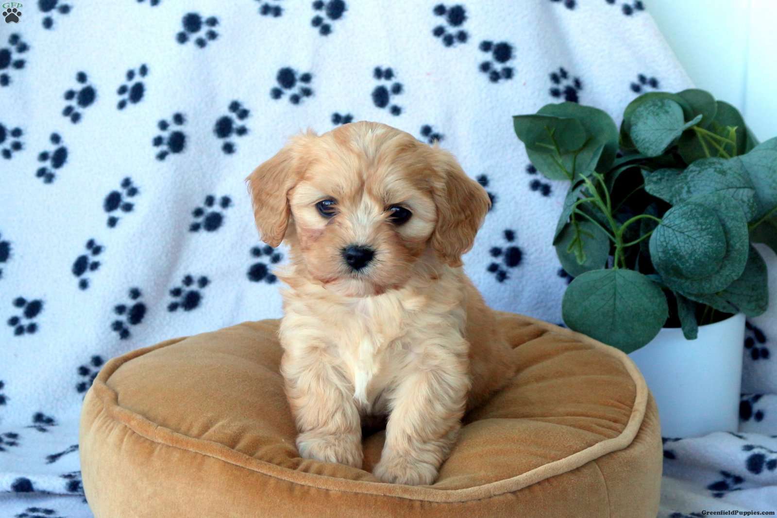Havanese Mix
