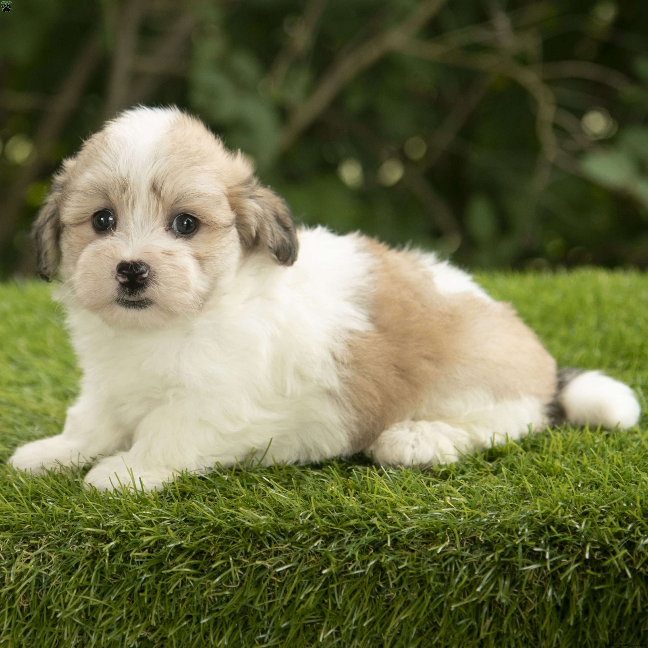 Havanese