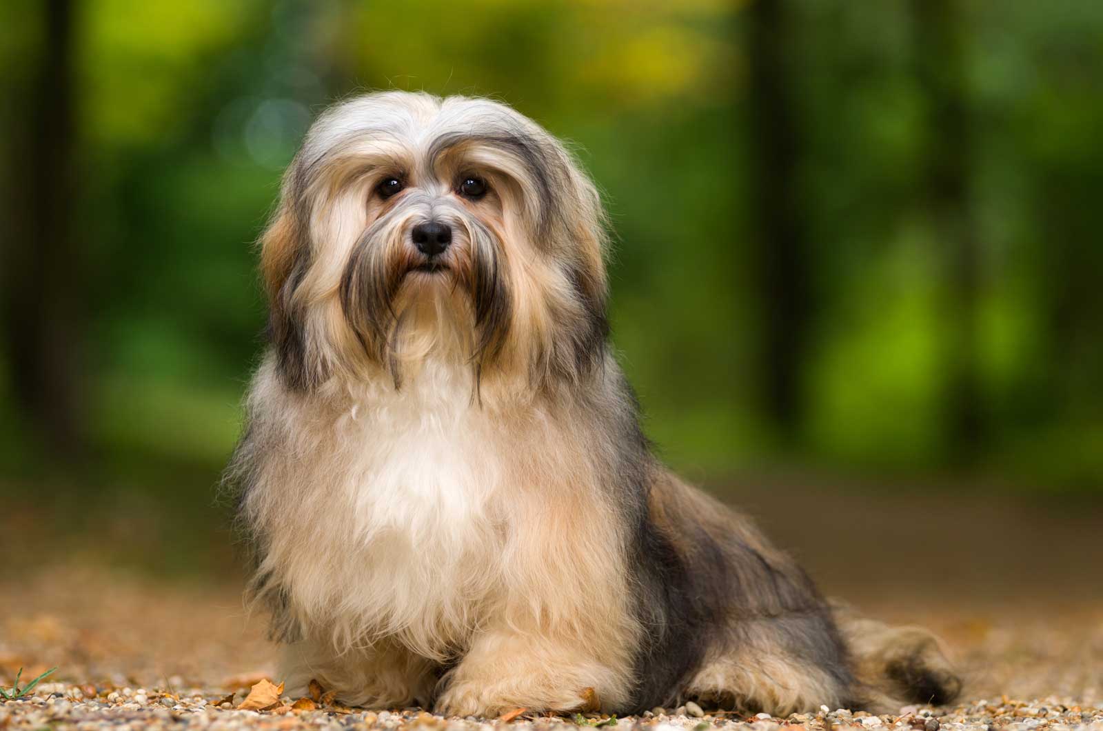 Havanese