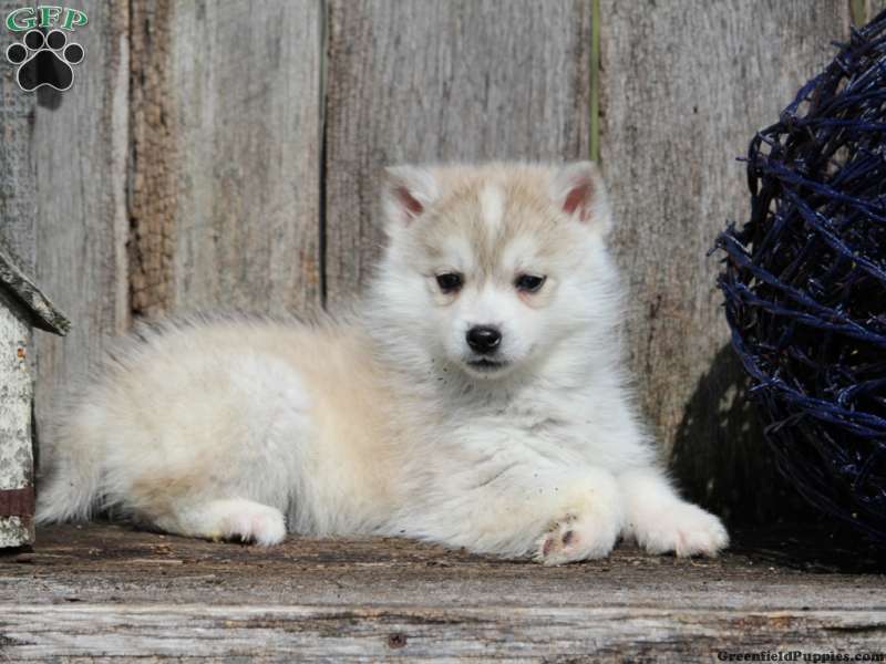 Huskimo