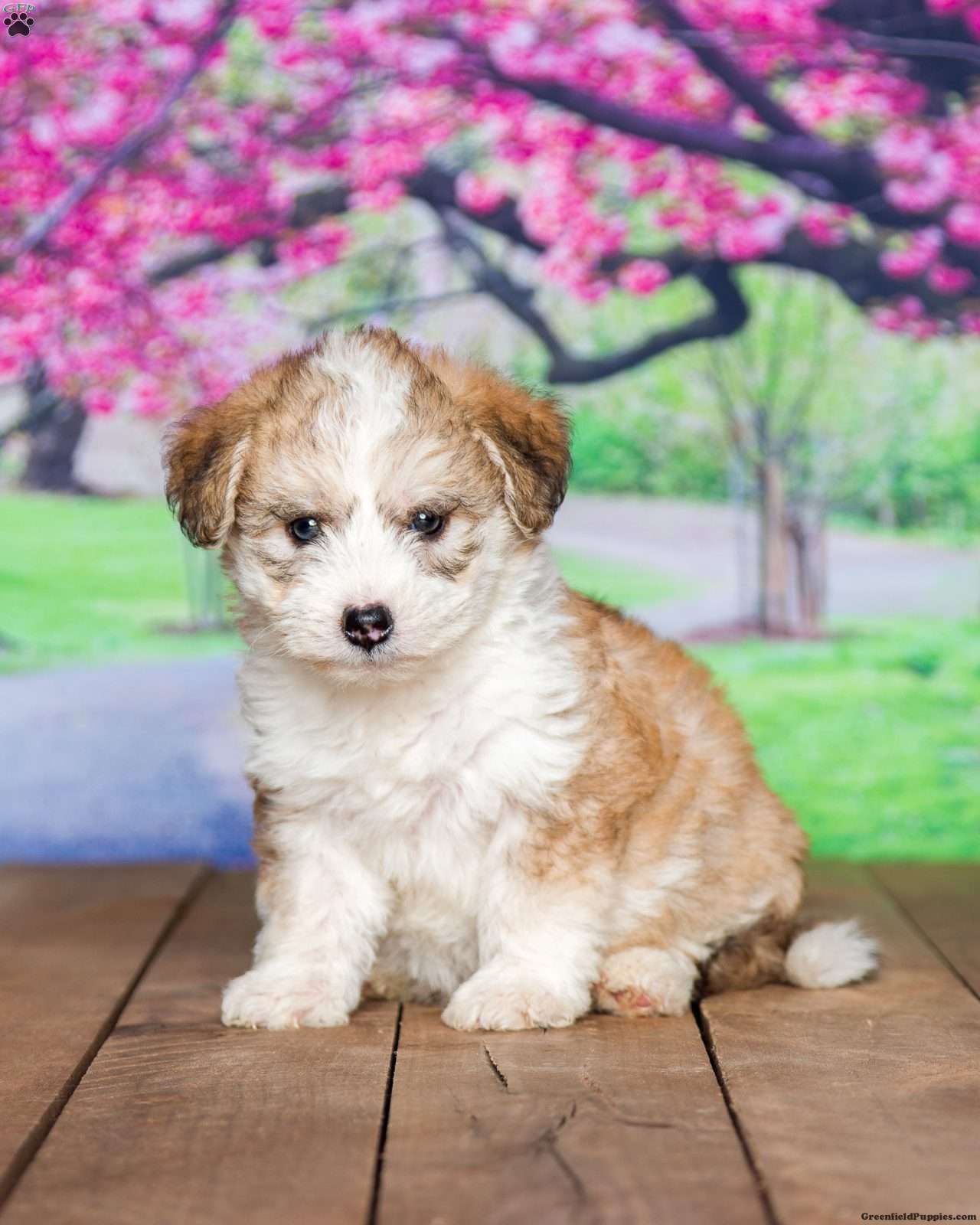 Huskipoo