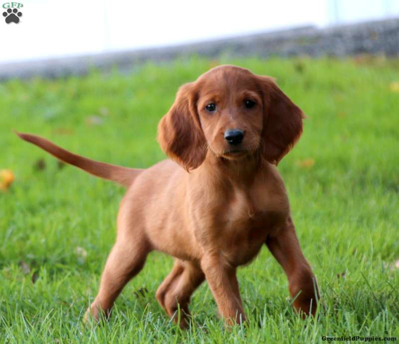 Irish Setter