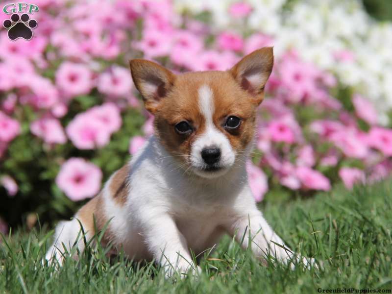 Jack-A-Ranian