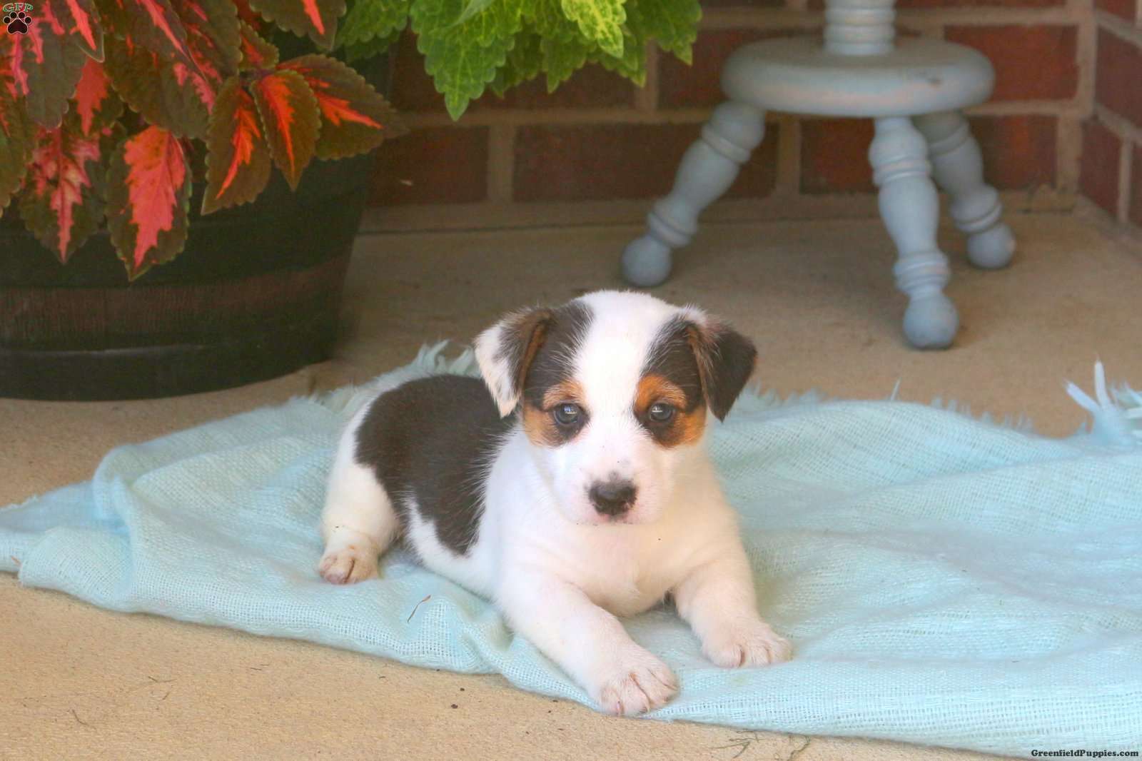 Jack Russell Mix