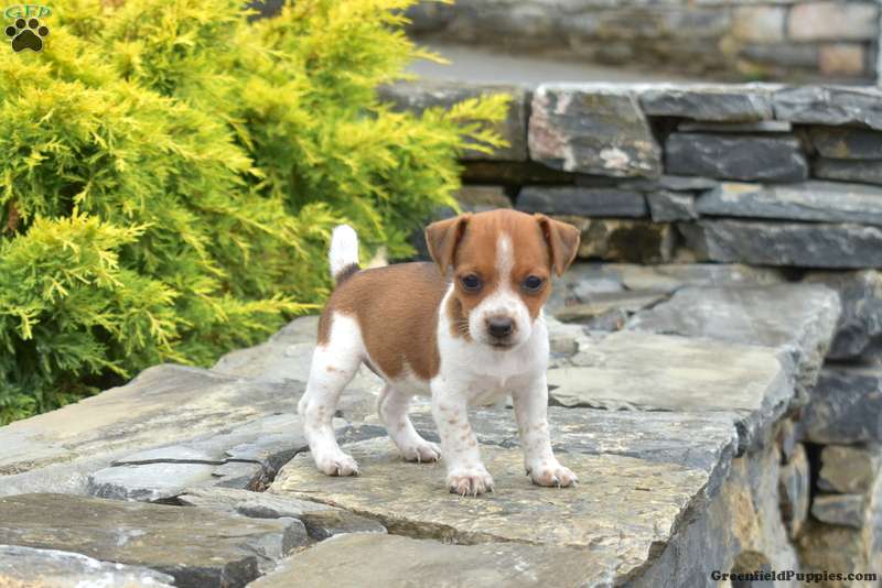 Jack Russell Terrier