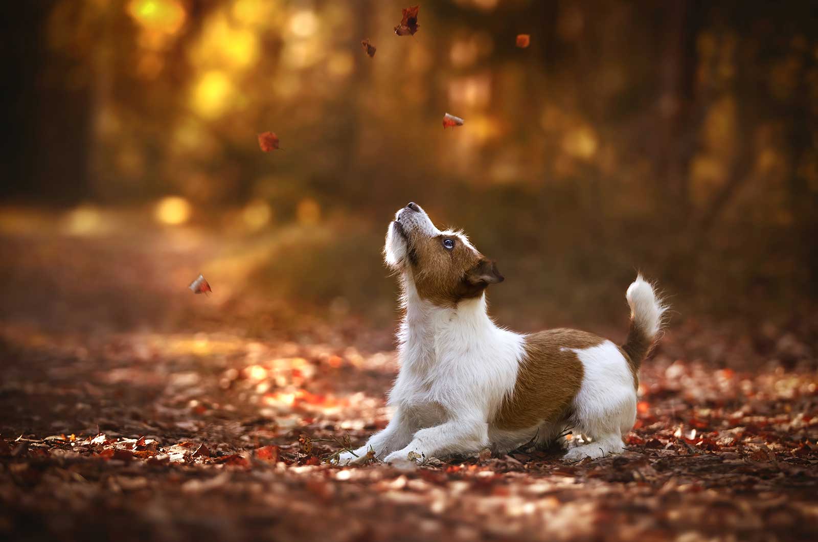 Jack Russell Terrier