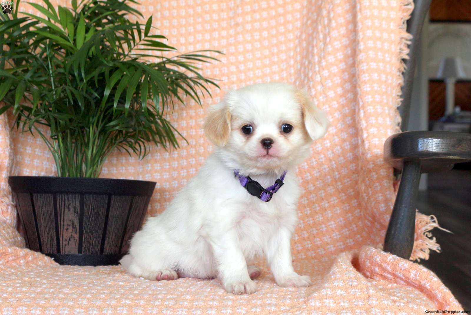 Japanese Chin Mix