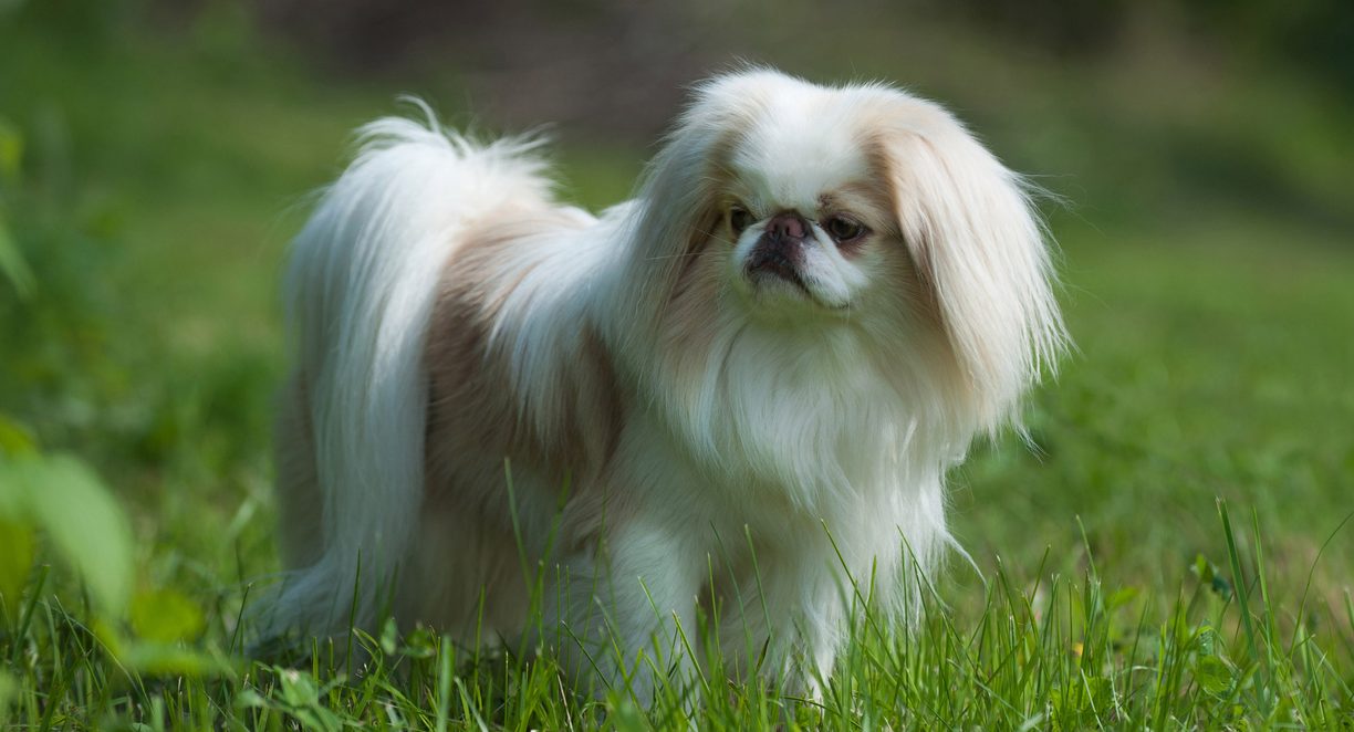 Japanese Chin