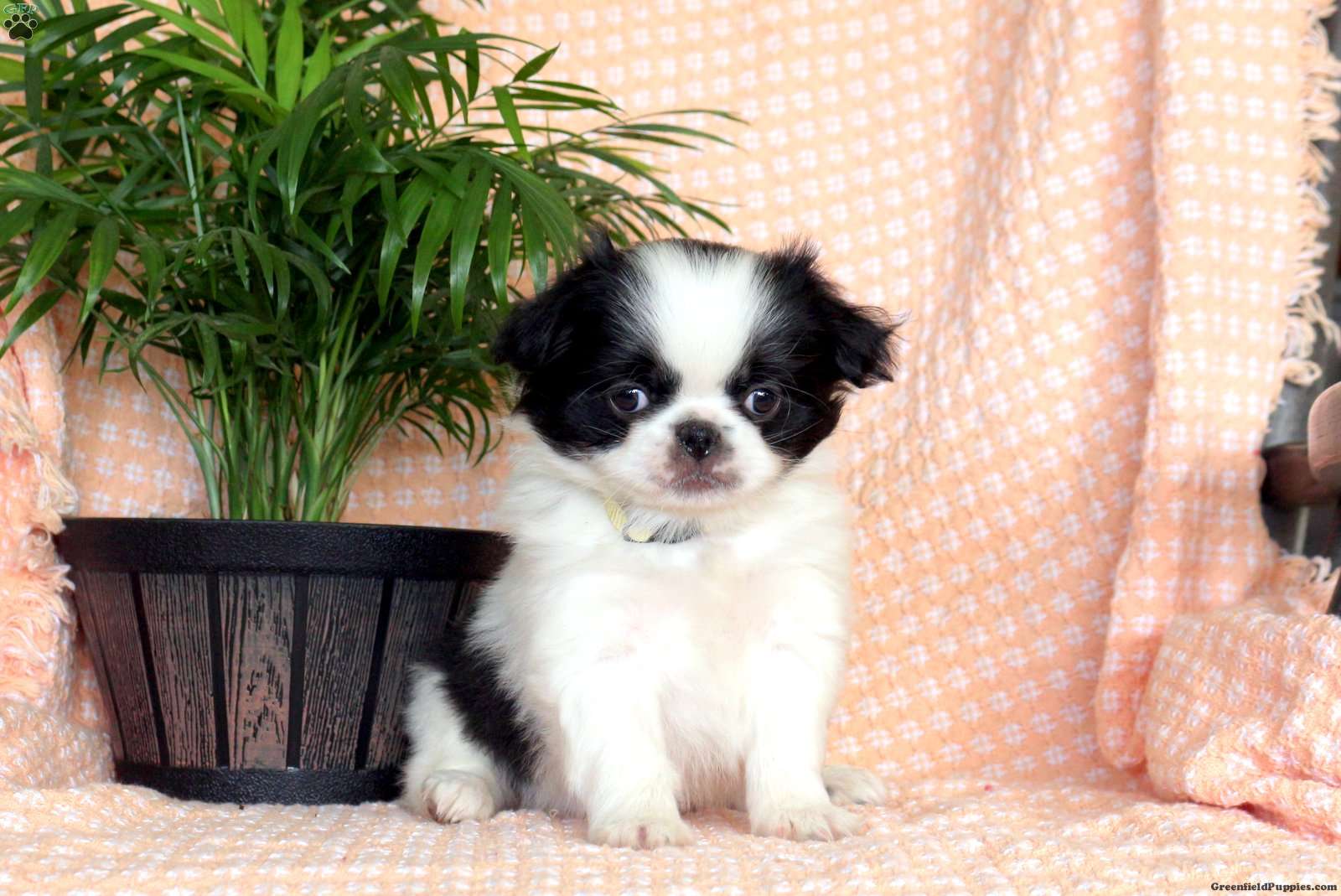 Japanese Chin