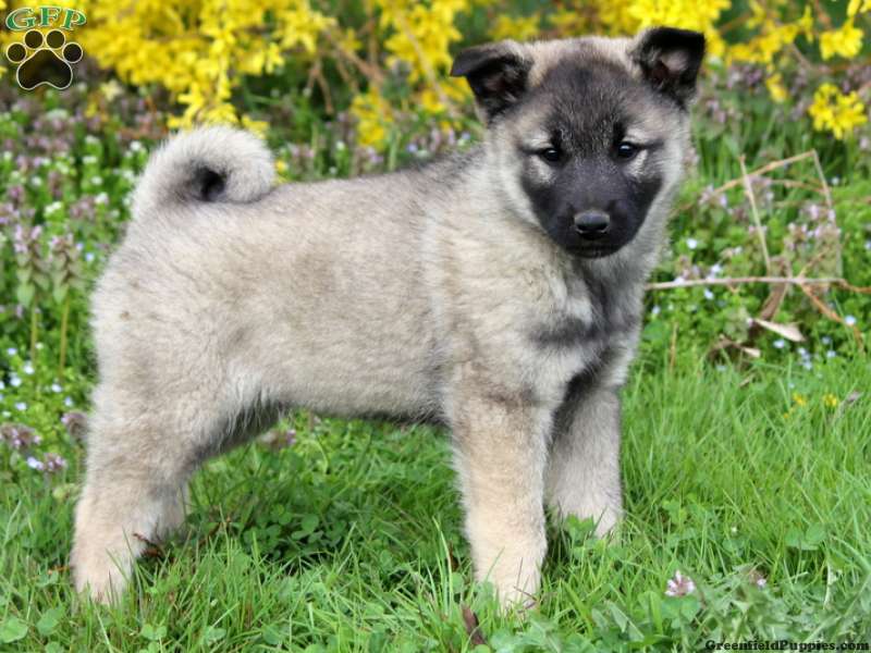 Keeshond Mix