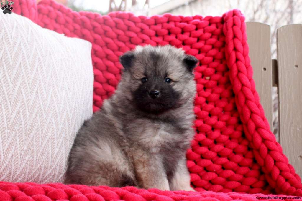 Keeshond