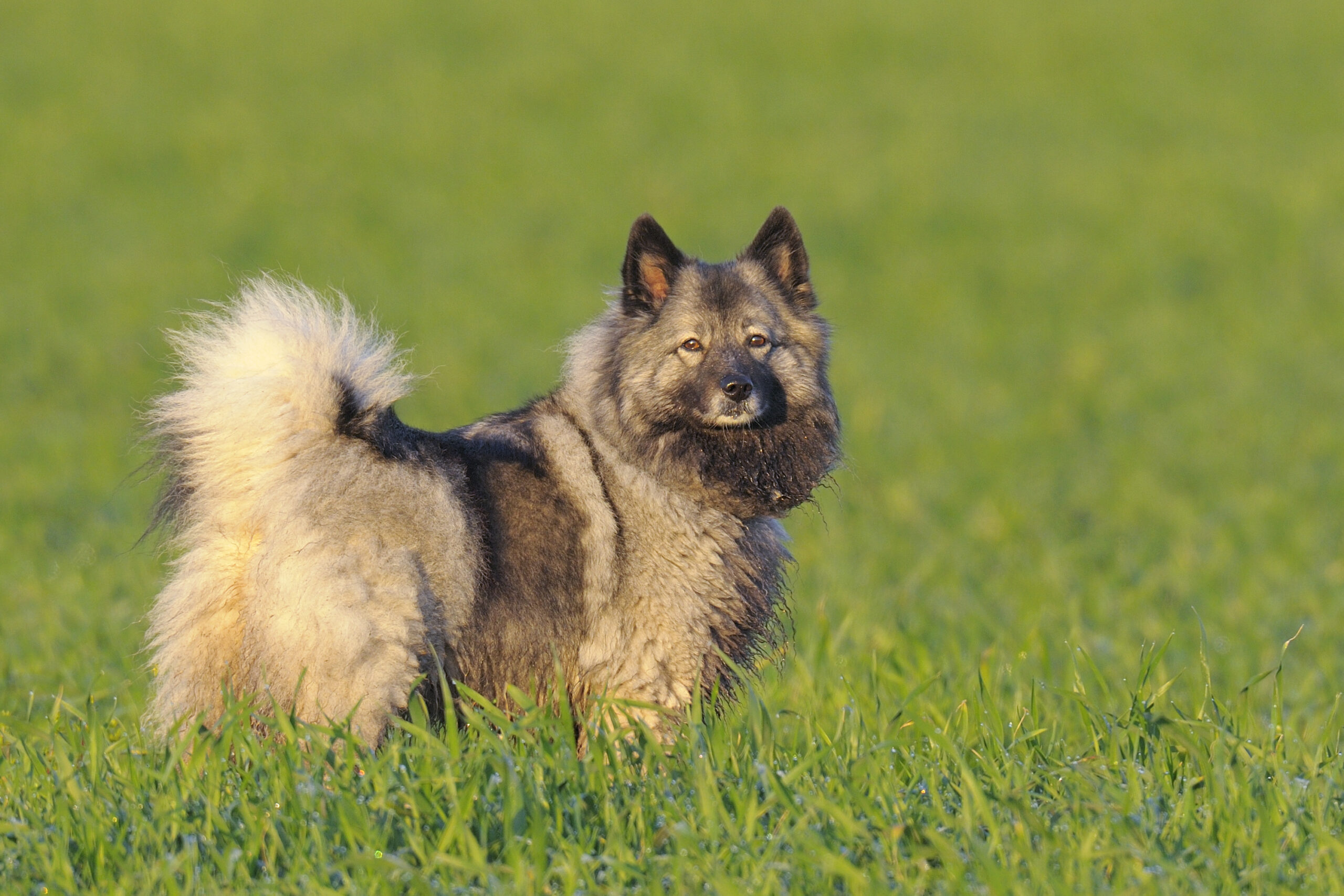 Keeshond