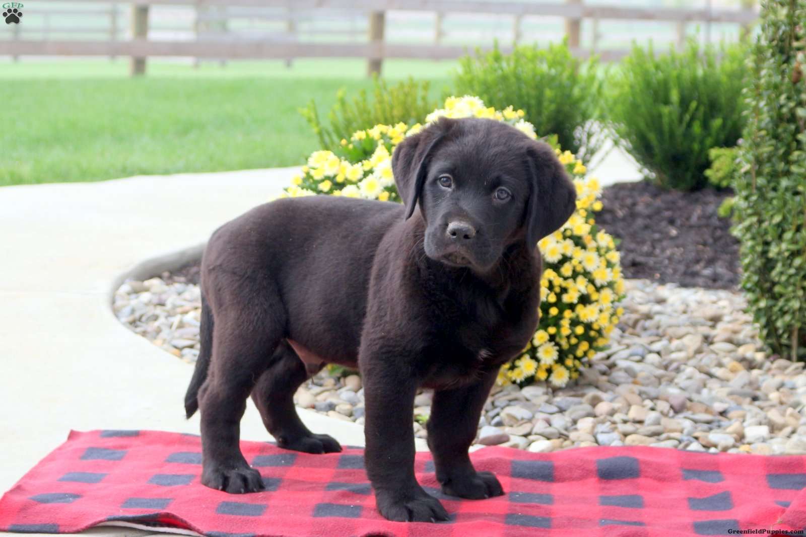 Labernese