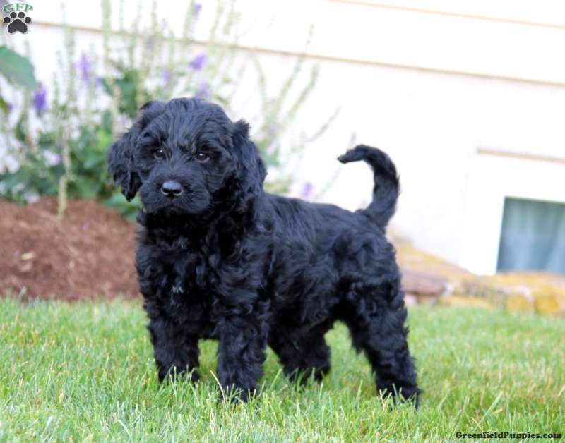 Labradoodle