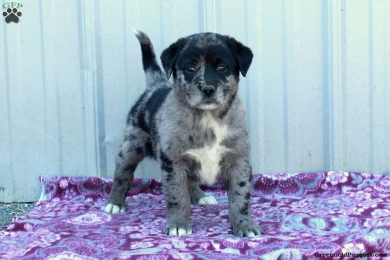 Labrador Mix