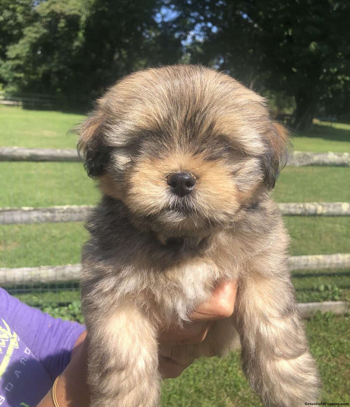 Lhasa Apso Mix