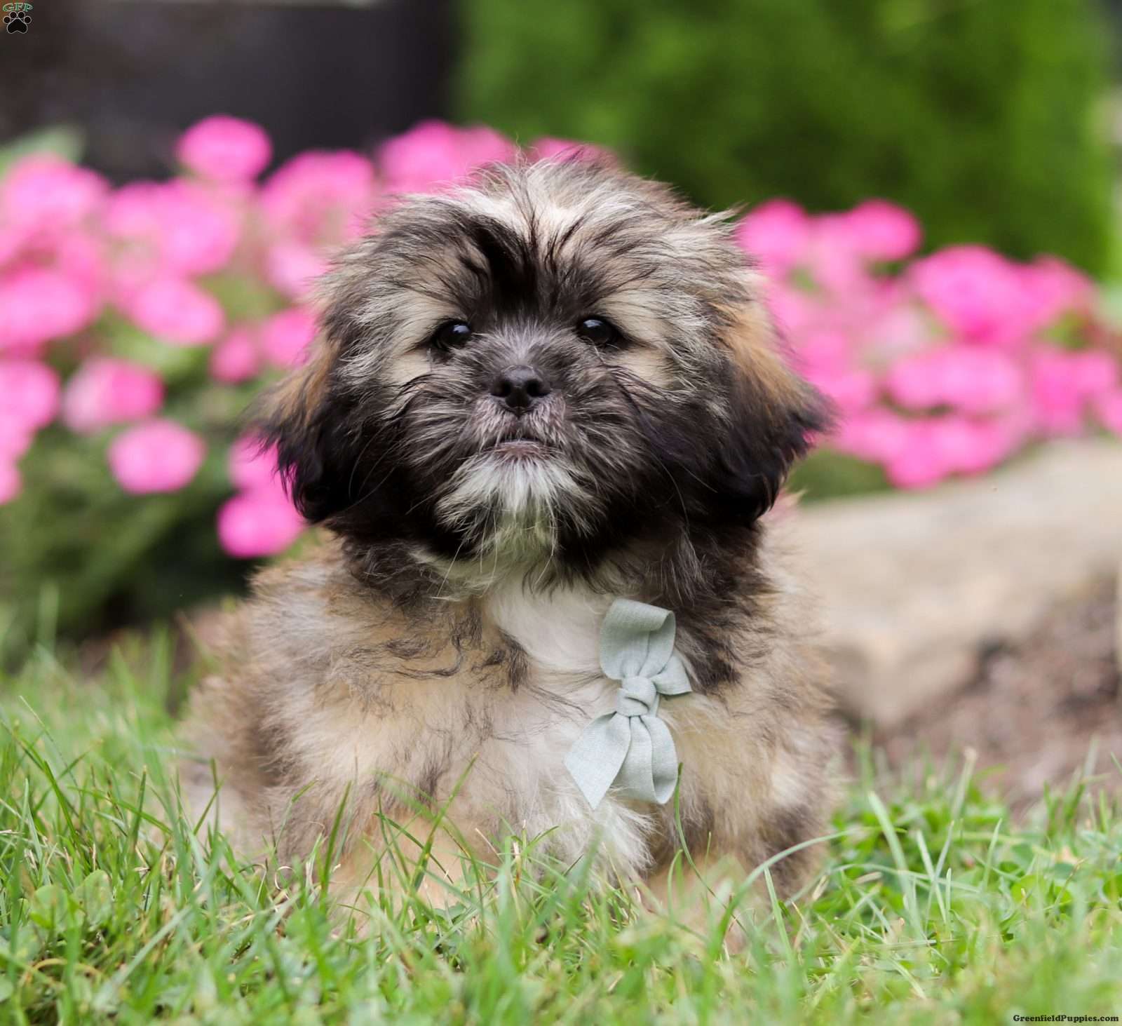 Lhasa Apso