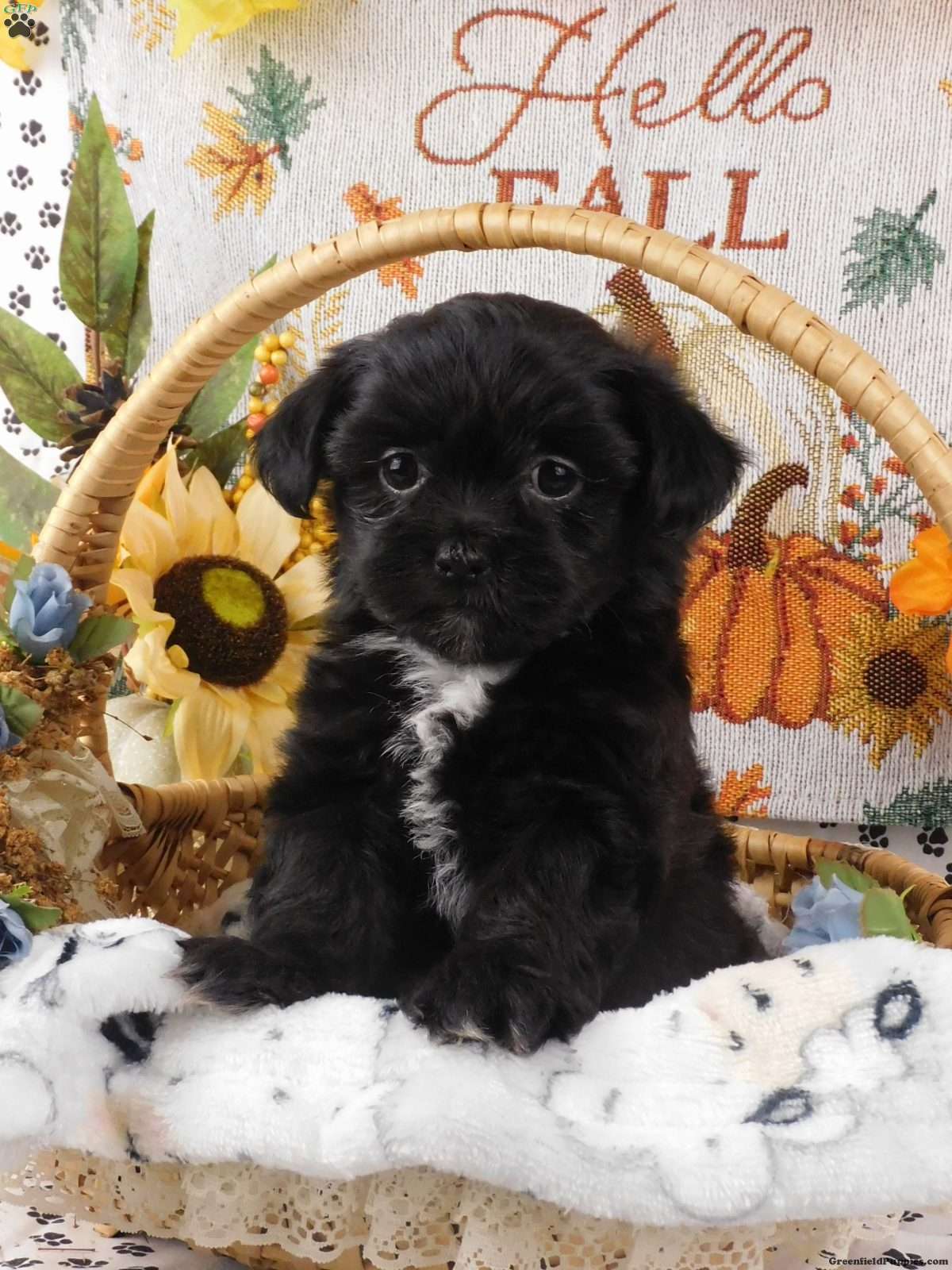 Lhasa-Poo