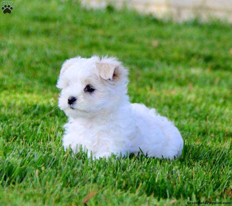 Maltese