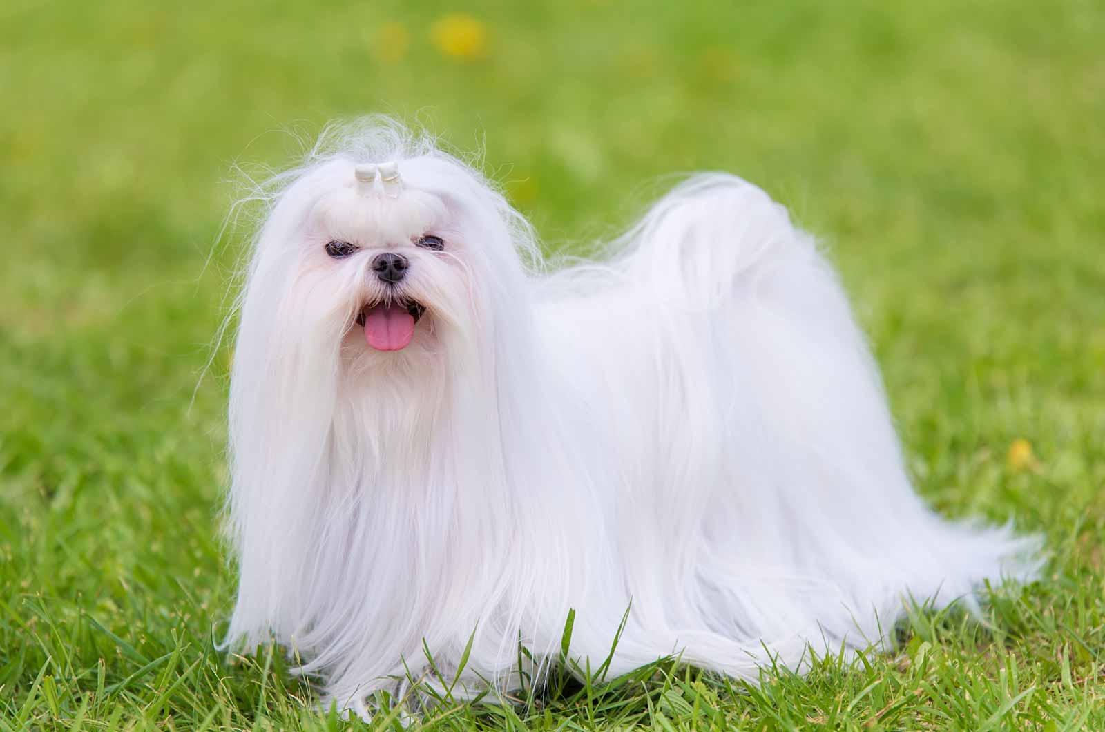 Maltese