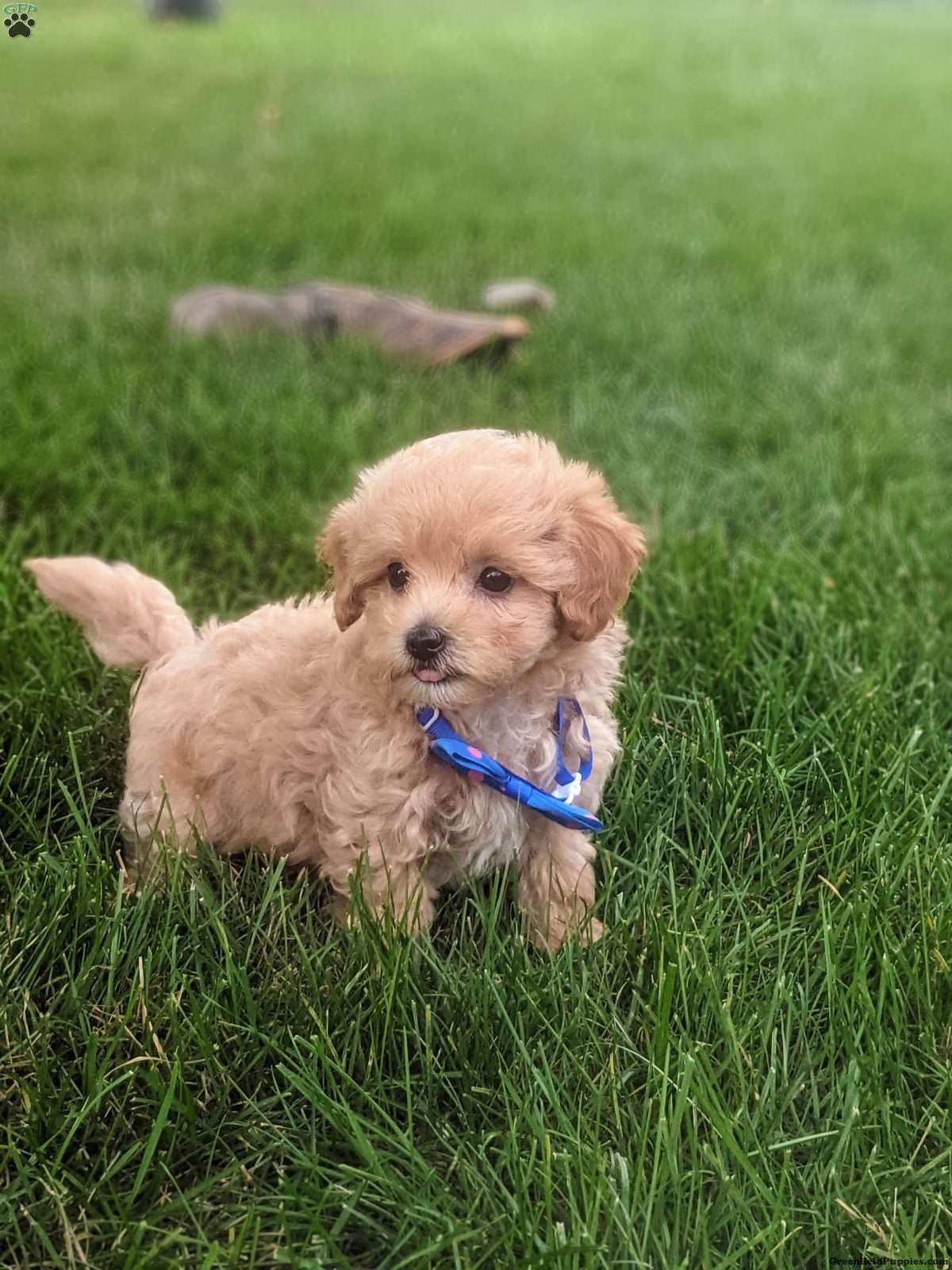 Maltipoo