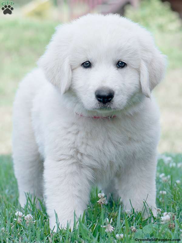 Maremma Sheepdog