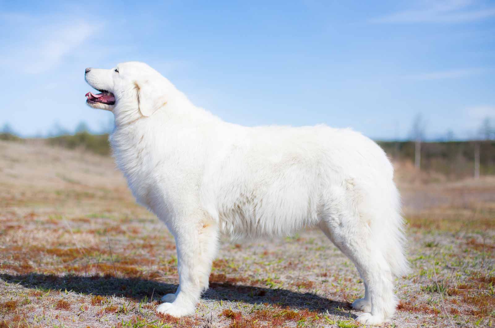 Maremma Sheepdog