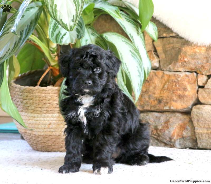 Miniature Australian Shepherd Mix