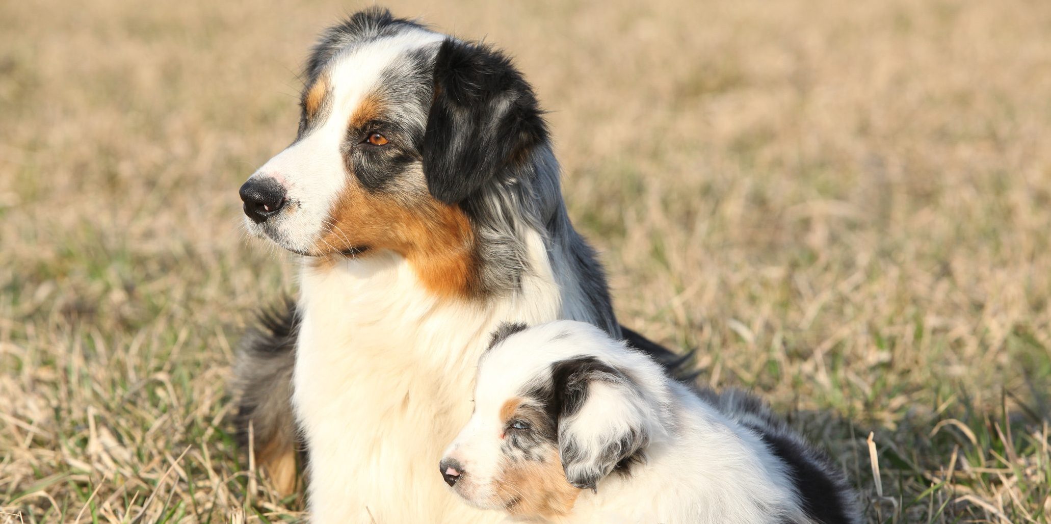 Miniature Australian Shepherd