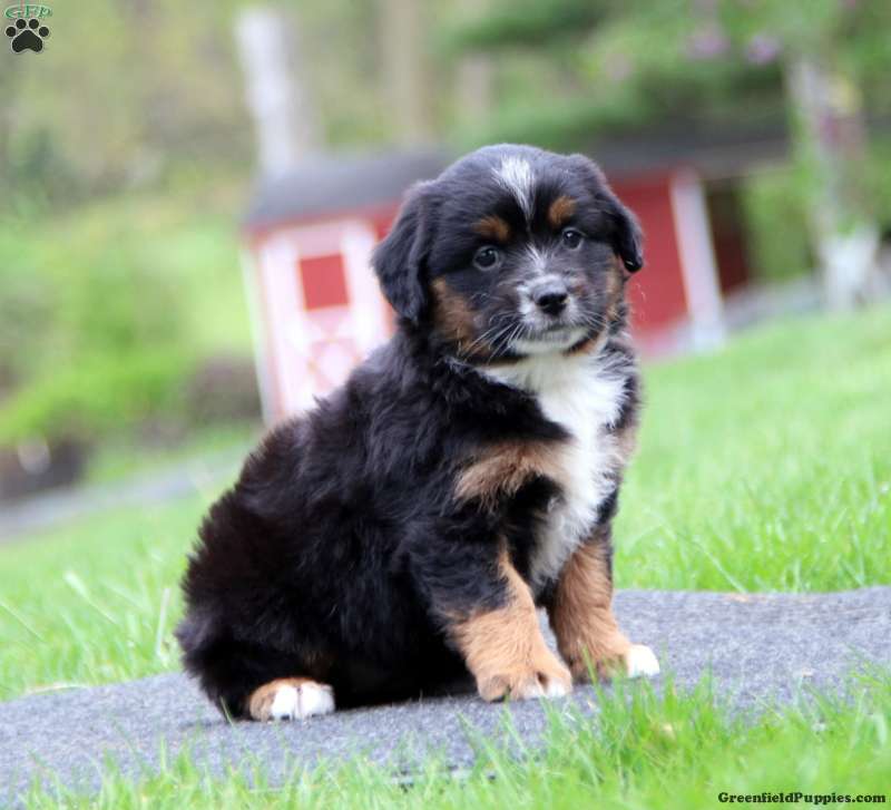 Miniature Australian Shepherd