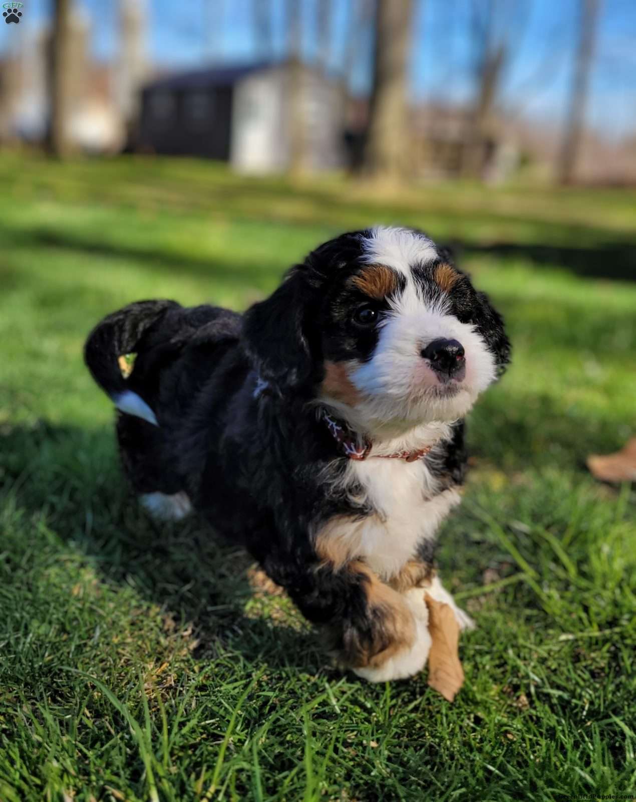 Mini Bernedoodle