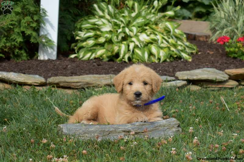 Mini Labradoodle