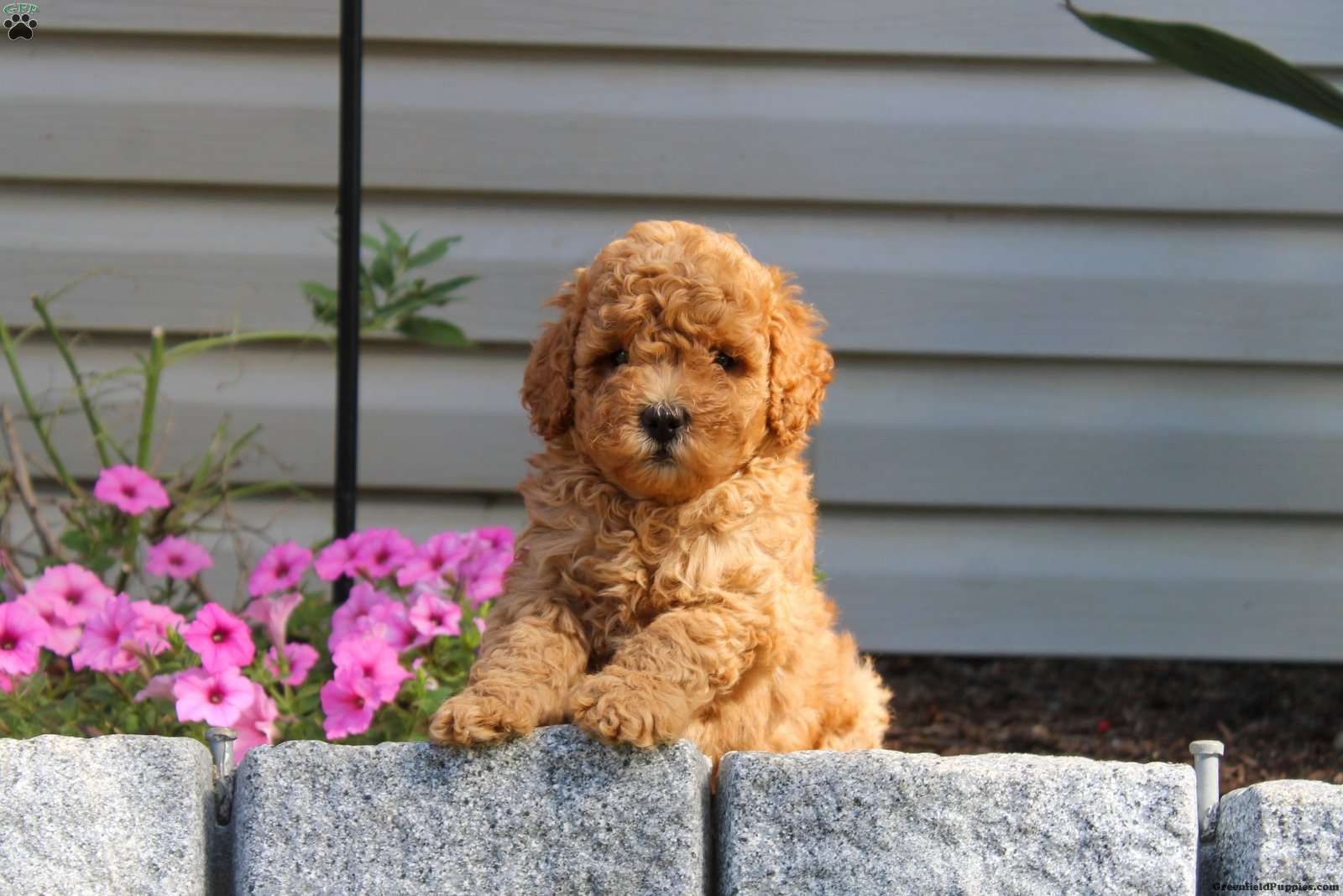 Miniature Poodle Mix