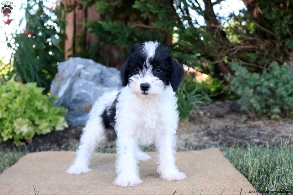 Mini Schnoodle