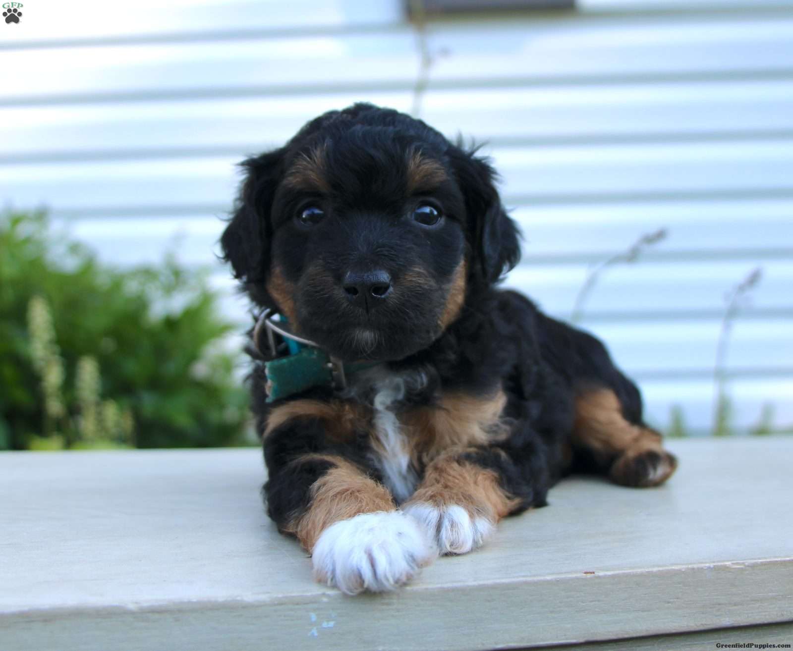 Mini Aussiedoodle